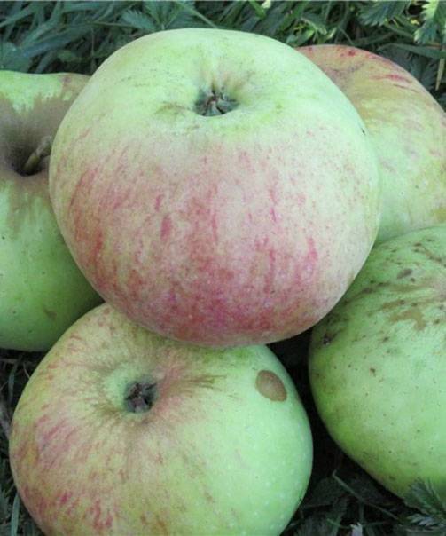 Яблоня богатырь: описание сорта, выращивание, отзывы, фото
