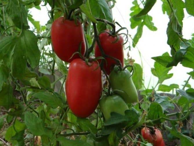 Помидоры (томаты) – как и когда сажать в 2021 году?