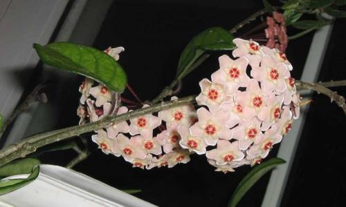 Цветок хойя: уход в домашних условиях, фото, пересадка, размножение, почему не цветет