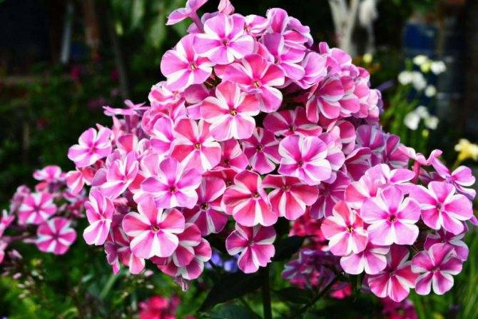 Друммонда - 79 фото роскошно красивых типичных садовых цветов