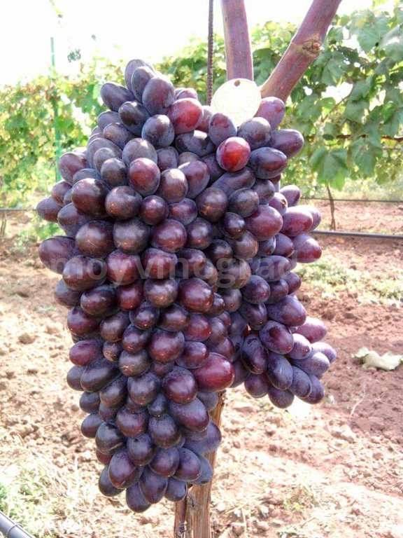 Описание сорта винограда юпитер - кишмиш из сша, особенности, достоинства