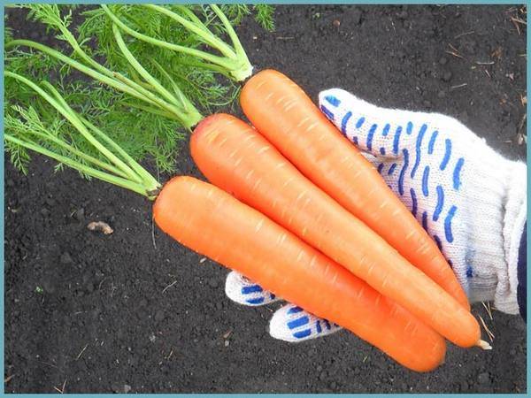 Морковь самсон: отзывы, характеристика и урожайность, сорта, фото