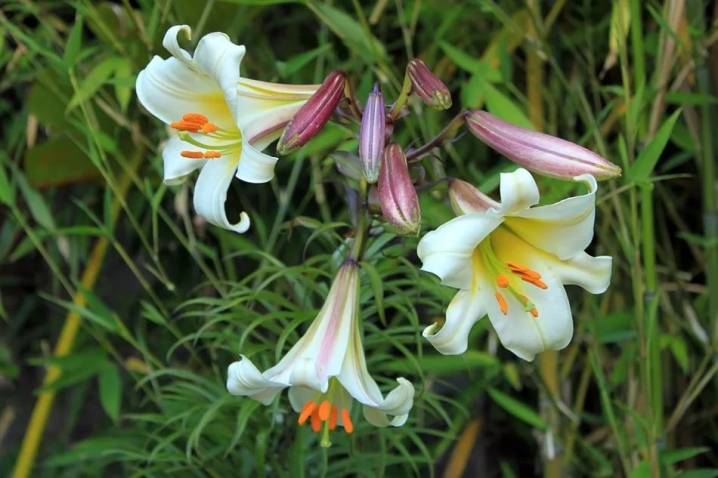 Цветок лилия (фото) - сорта, посадка и уход, размножение и свойства