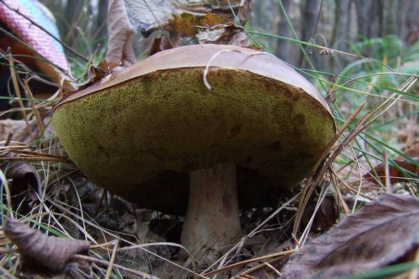 Как появляются черви в грибах. что делать с червивыми грибами? бывают ли ядовитые грибы червивыми