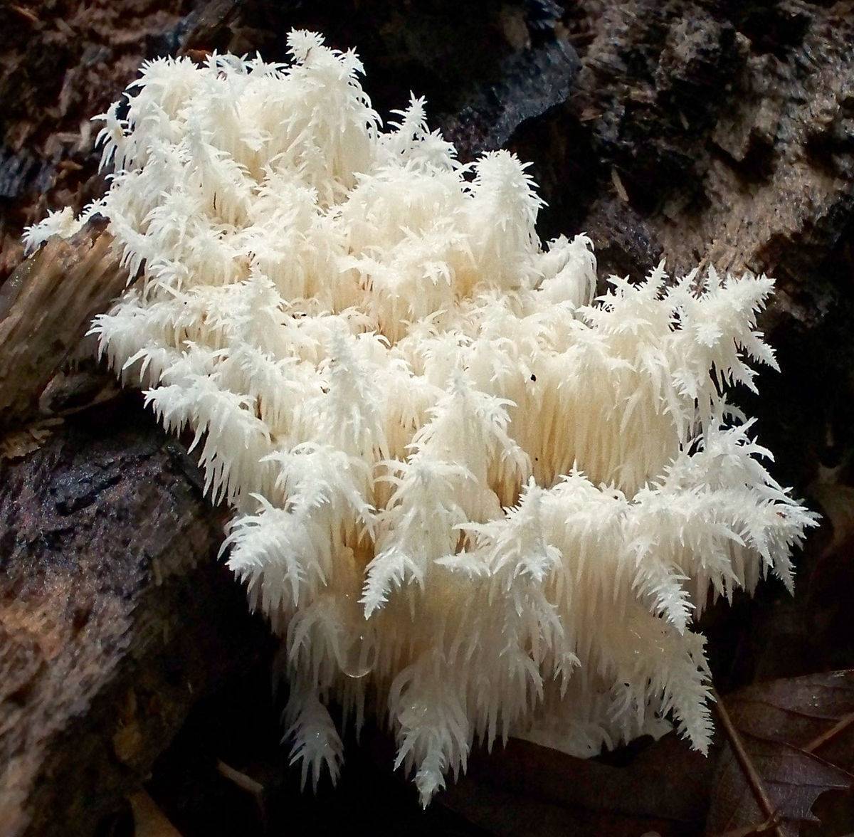 Особенности кораллового гриба
