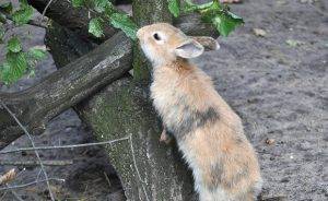 Какую ветку можно давать кролику: каких деревьев ветки едят, веточный корм