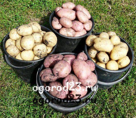 Описание и характеристика картофеля “колетте”