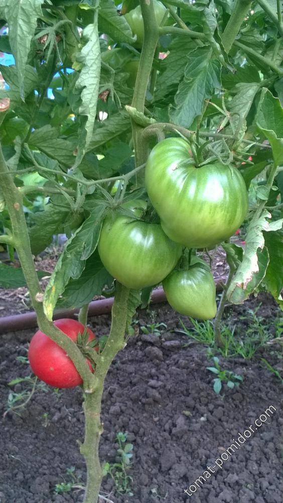Сладкое чудо уолфорда — как выращивать американский томат. подробное описание и рекомендации садоводов