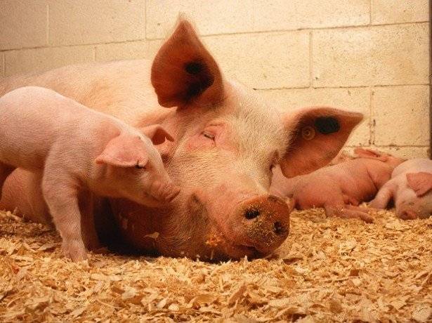 Откорм свиней и поросят на мясо в домашних условиях, чем кормить