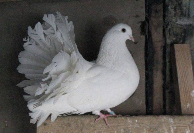 Голубь павлин: уход и кормление на голубятне