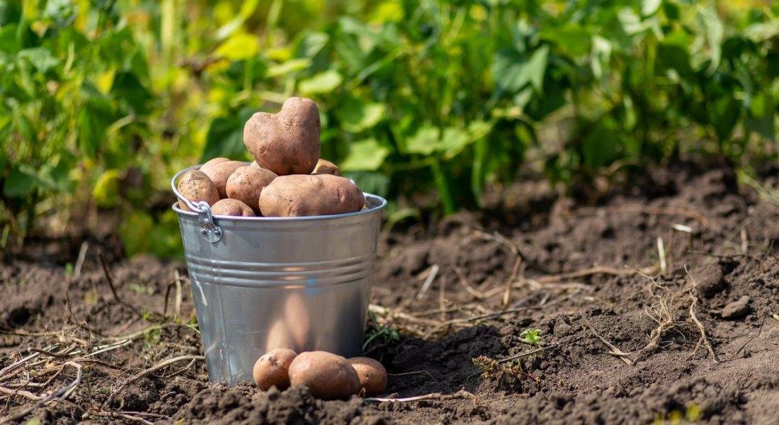 Когда копают картошку (сроки уборки) 2 признака спелости