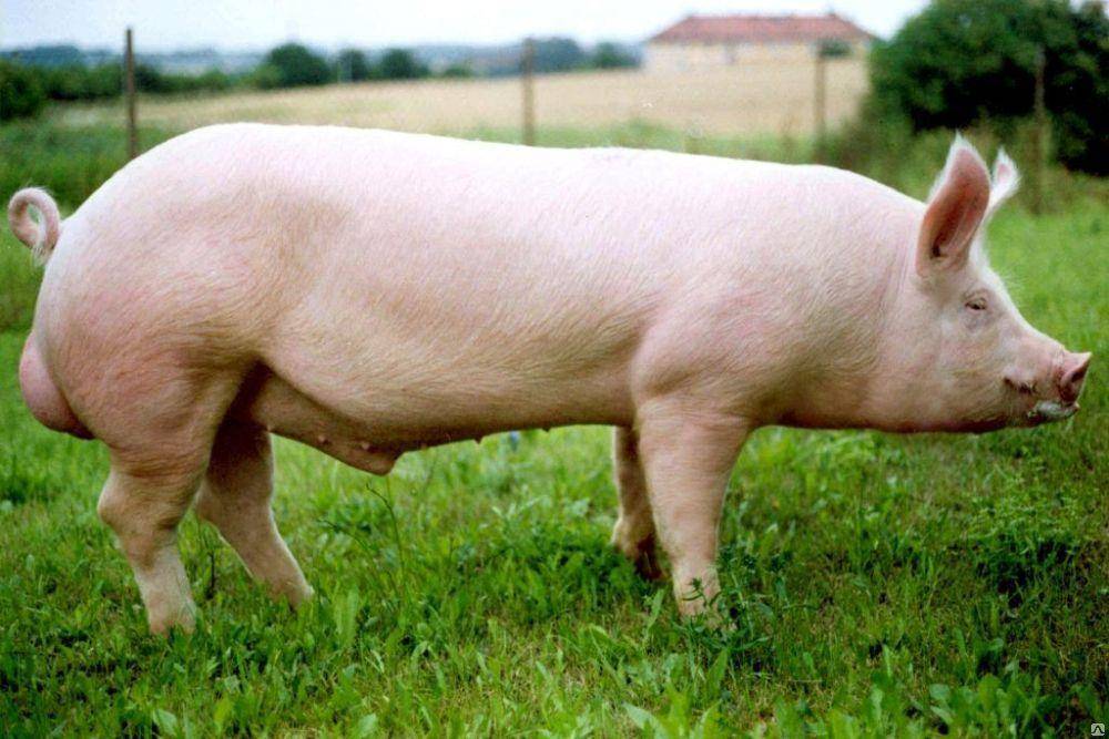 Как избавиться от запаха хряка в свинине