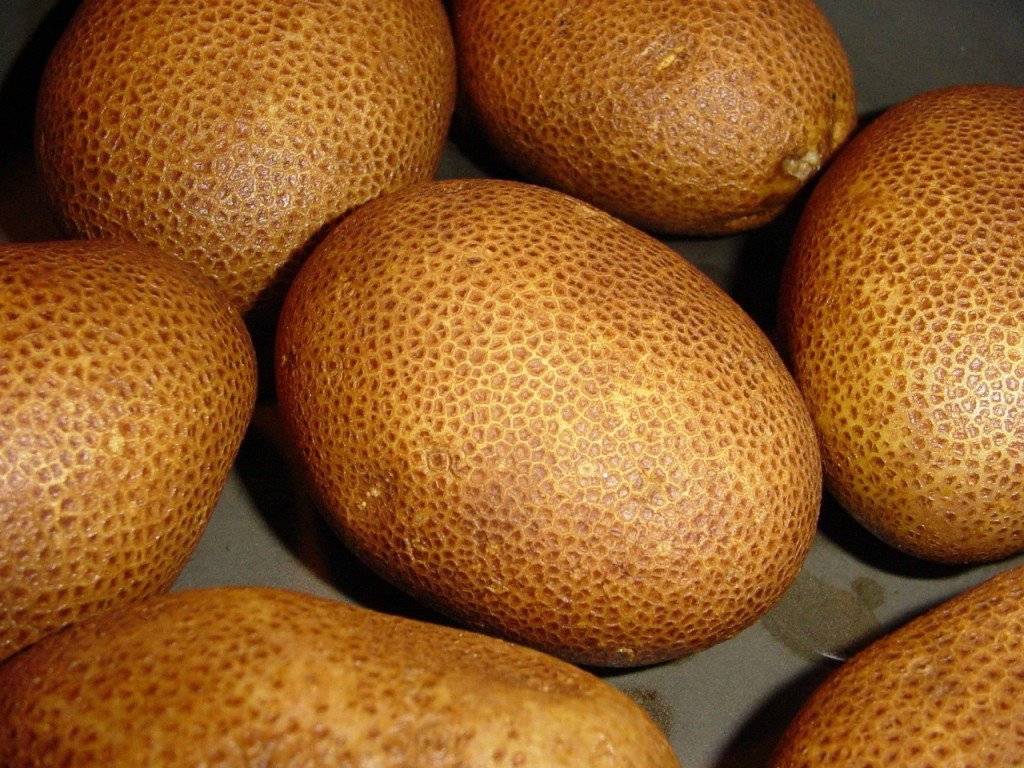 Описание картофеля сорта «Киви» — как поднять урожайность