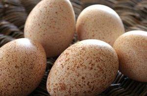 Индюшиные яйца — польза и вред для организма мужчины и женщины. полезные свойства и противопоказания