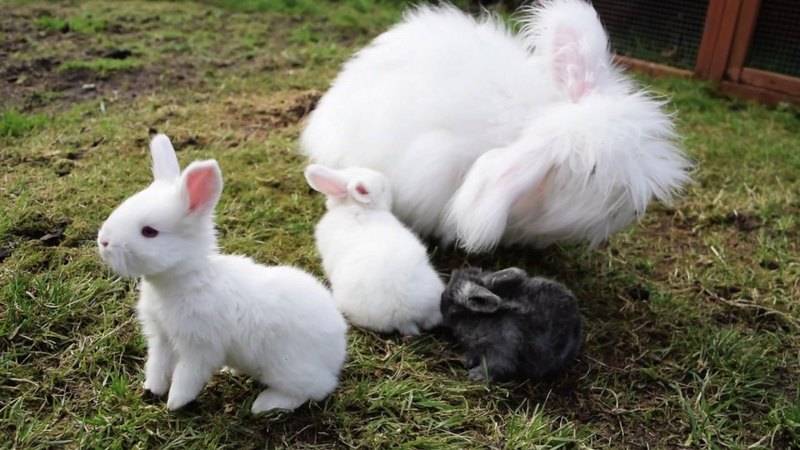 Самые интересные факты о кроликах для детей | zdavnews.ru | zdavnews.ru