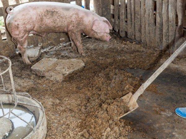 Как использовать свиной навоз для удобрения почвы