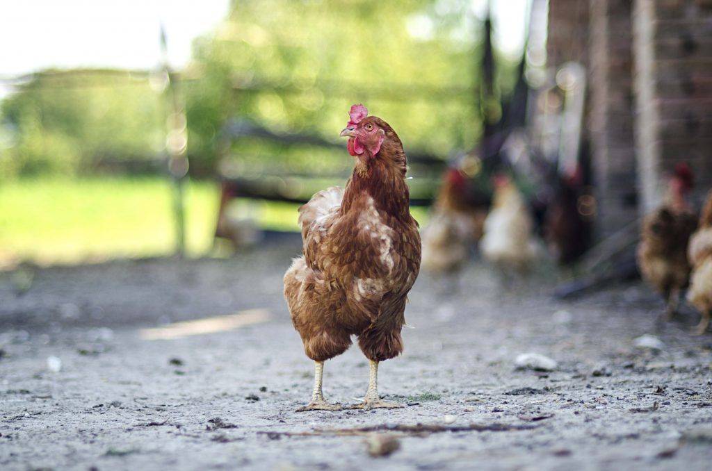 Почему курица несет мелкие яйца - причины и решение проблемы