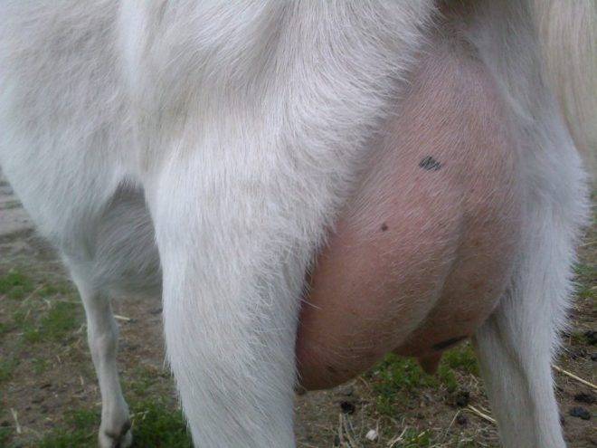 Мастит у козы – 4 способа лечения воспаления вымени