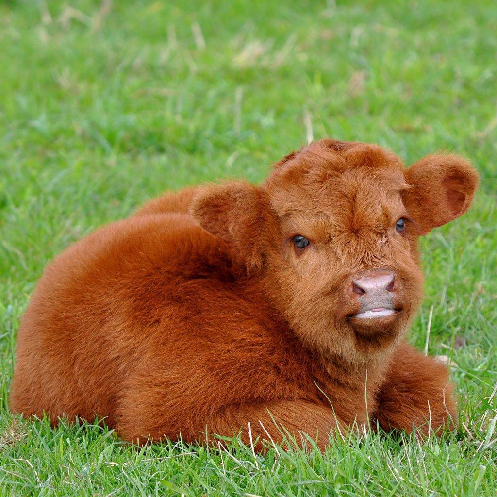 Мясные породы коров - описание, характеристики, фото и видео | россельхоз.рф