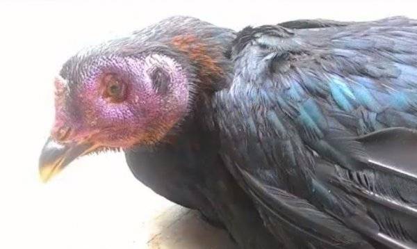 Птичий грипп у кур: симптомы и лечение, фото и видео