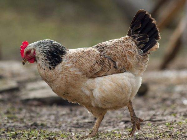 Полтавская порода кур – описание, содержание, фото и видео