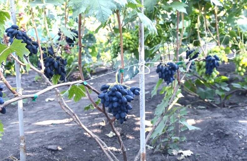 Виноград ромбик: описание сорта