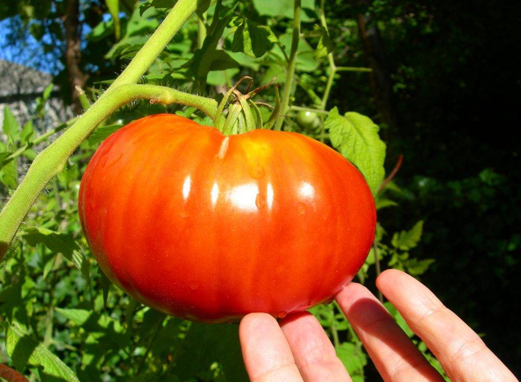 Вы не поверите своим глазам, когда увидите его – томат «синяя гроздь f1» для любителей экзотических сортов