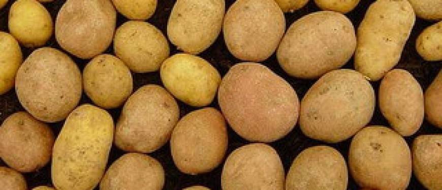 Все о картофеле: истоирия, свойства, характкристика