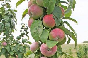 Описание сорта яблони настенька: фото яблок, важные характеристики, урожайность с дерева
