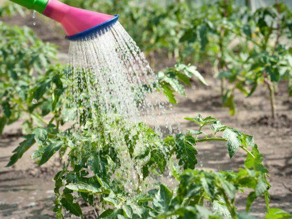 Как поливать рассаду помидоров – после всходов, пикировки на подоконнике, в открытом грунте