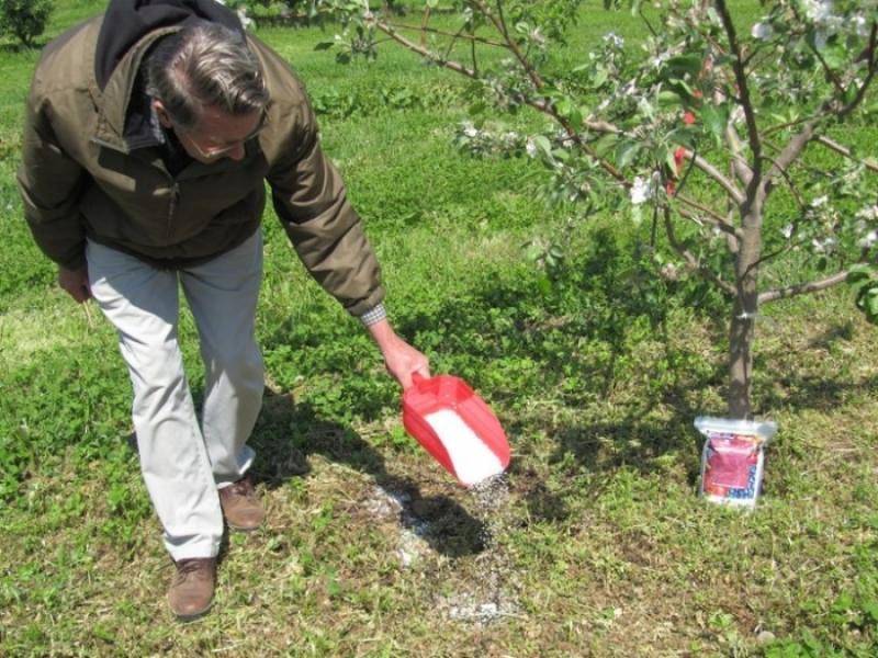 Обработка яблонь от вредителей и болезней весной: чем опрыскивать деревья?