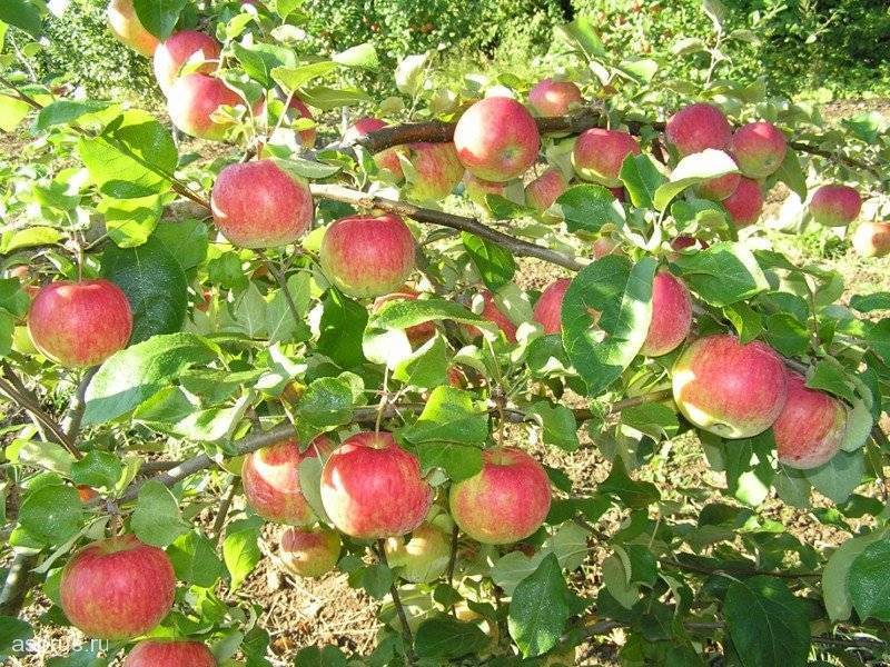Хорошо известный и любимый многими сорт яблонь уэлси