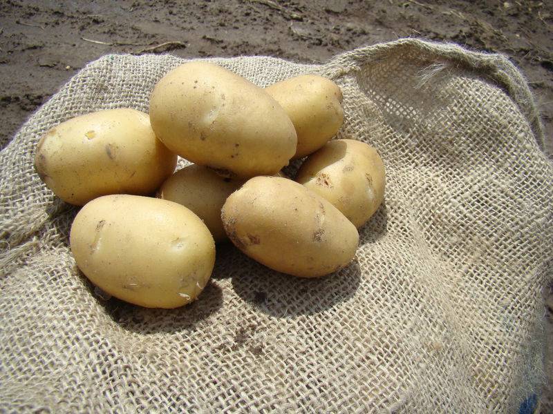 Выбираем сорта картофеля для разных регионов россии