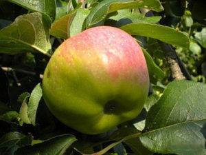 Яблоня богатырь: описание сорта, посадка и уход, фото, отзывы