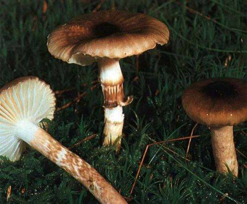 Гигрофор черный – деликатесный гриб