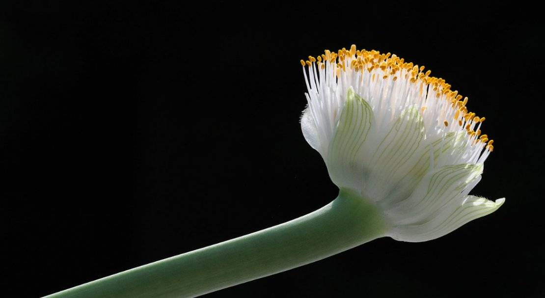 Гемантус (43 фото): уход в домашних условиях, описание сорта «катарины» и гемантуса белоцветкового. размножение и родина