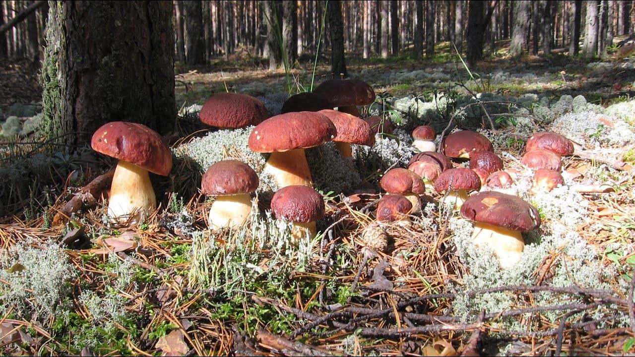 Грибы томской области 2020: когда и где собирать, сезоны и грибные места