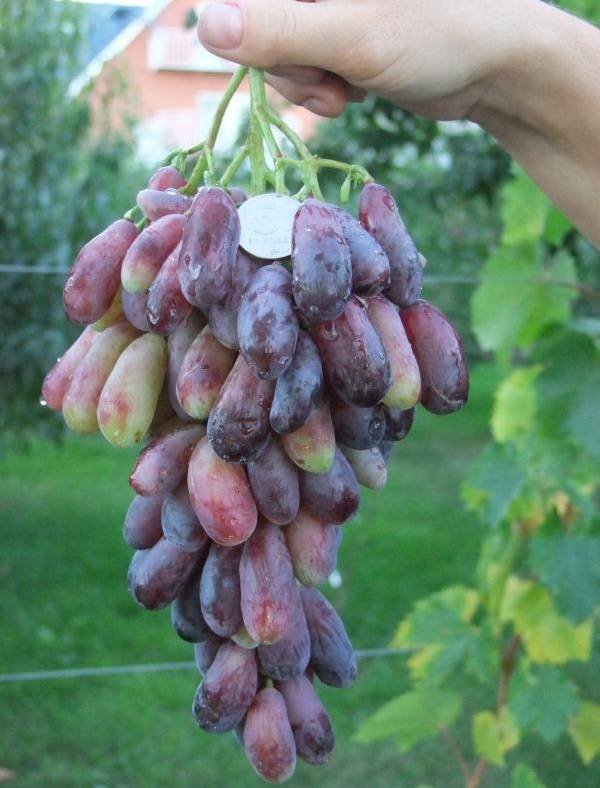 Виноград «маникюр фингер» описание особенностей сорта, уход, выращивание и отзывы