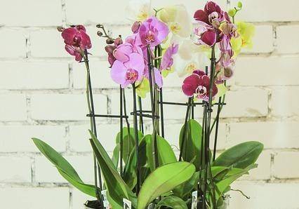 Цветение орхидеи selo.guru — интернет портал о сельском хозяйстве