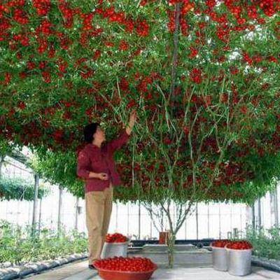Томат f1 «спрут черри»: описание сорта и особенности выращивания необычного помидора русский фермер