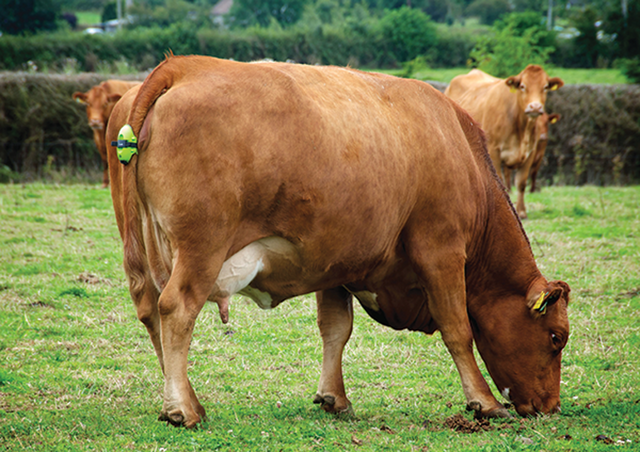 Сколько длится беременность коровы: вынашивание в месяцах — selok.info