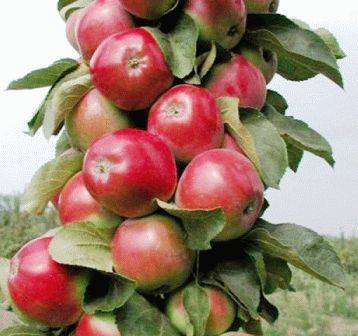 Колоновидные яблони для Урала: лучшие сорта, уход и отзывы