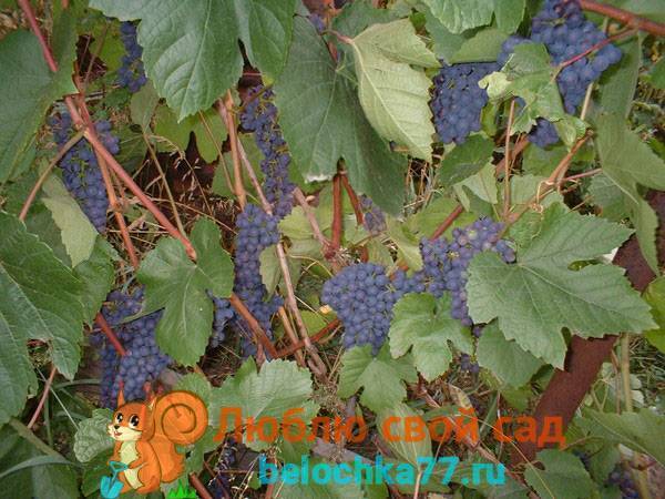 Сорта винограда для подмосковья - 20 самых лучших и вкусных, ранние, морозостойкие, неукрывные,технические,кишмиш, отзывы,выращивание и уход