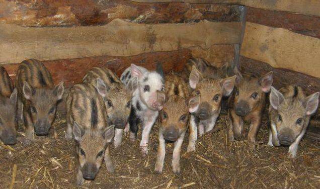 Плюсы и минусы свиней породы венгерская мангалица