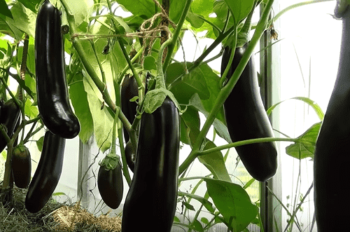 Выращивание рассады баклажанов: посев, уход, пикировка в домашних условиях