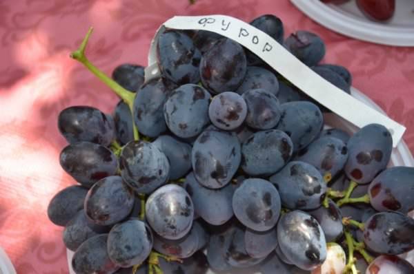 Виноград фурор: описание и характеристика сорта, выращивание и уход