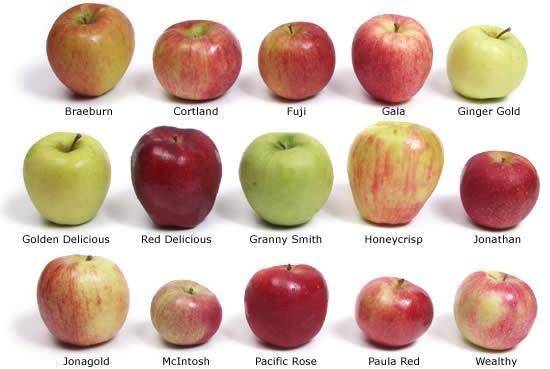 Яблоки фуджи описание и характеристики сорта, польза и вред