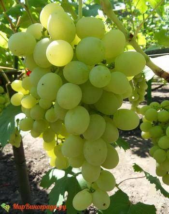 Виноград валек: описание сорта с характеристикой и отзывами, особенности посадки и выращивания, фото