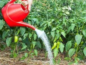 Борная кислота: применение в садоводстве.