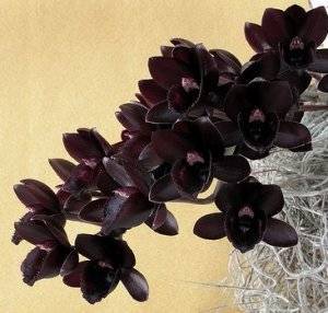 Черная орхидея (46 фото): разновидности цветка фаленопсис «черный принц» и «черная птичка»